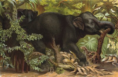 Elefante indio de European School